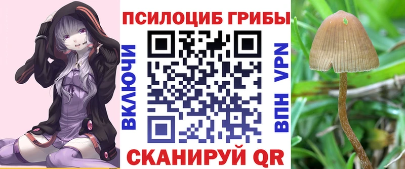 Купить закладки  Злынка  Галлюциногенные грибы прущие грибы 